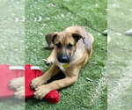 Small #5 Mutt