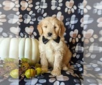 Small Photo #1 Goldendoodle Puppy For Sale in PEACH BOTTOM, PA, USA