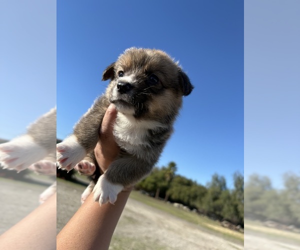 Medium Photo #6 Pembroke Welsh Corgi Puppy For Sale in OAKLEY, CA, USA