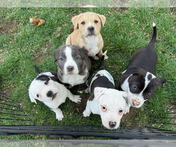 Medium Photo #8 American Pit Bull Terrier-Labrador Retriever Mix Puppy For Sale in Holly Springs, NC, USA