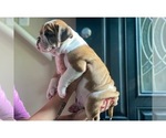Small Photo #14 Olde English Bulldogge Puppy For Sale in OVERLAND, KS, USA