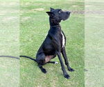 Small #1 Great Dane