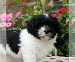 Small Photo #1 Havanese Puppy For Sale in DANVILLE, PA, USA