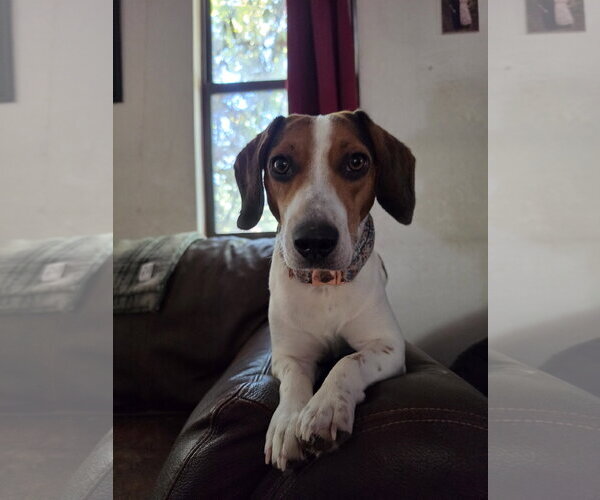Medium Photo #11 Beagle Puppy For Sale in Las Vegas, NV, USA