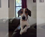 Small #10 Beagle