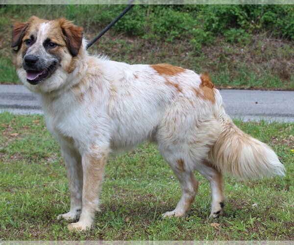 Medium Photo #2 Aussie Pyrenees Puppy For Sale in Prattville, AL, USA