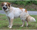 Small #1 Aussie Pyrenees