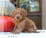 Small #2 Goldendoodle (Miniature)