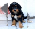 Small Photo #2 Miniature Bernedoodle Puppy For Sale in ALVATON, KY, USA