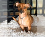 Small Chihuahua Mix