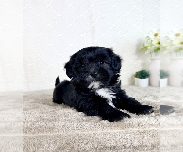 Medium Photo #5 ShihPoo Puppy For Sale in GREENFIELD, IN, USA