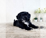 Small #4 ShihPoo