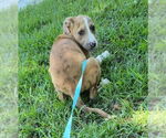 Small #2 Bulldog Mix