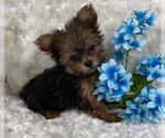 Small #12 Yorkshire Terrier