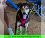 Small Photo #5 Australian Shepherd-Unknown Mix Puppy For Sale in Milton, FL, USA