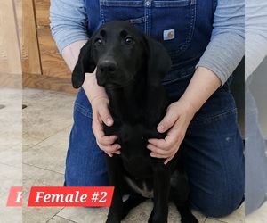 German Shorthaired Lab Puppy for sale in BERESFORD, SD, USA