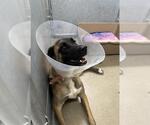 CLEO (RESCUE ONLY) - Female Anatolian Shepherd-Unknown Mix Dog for Adoption - Small photo