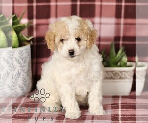 Cavapoo Puppy for sale in PARADISE, PA, USA
