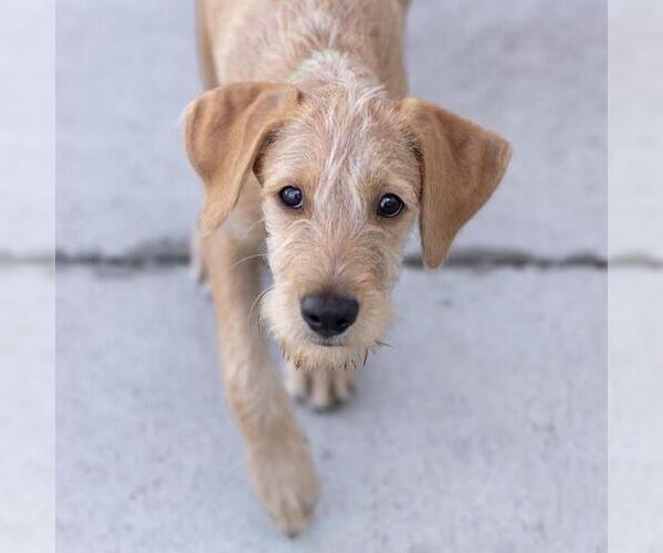 Medium Photo #5 Colonial Cocker Spaniel-Unknown Mix Puppy For Sale in San Diego, CA, USA