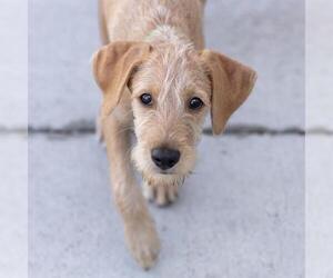 Surf Pup - Barrel - Adopted! - Male Colonial Cocker Spaniel-Unknown Mix Dog for Adoption - Photo #5