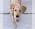 Small Photo #5 Colonial Cocker Spaniel-Unknown Mix Puppy For Sale in San Diego, CA, USA