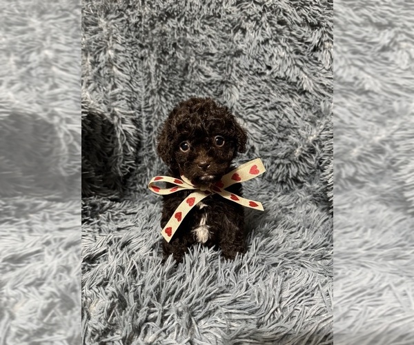 Medium Photo #1 Cavapoo (Toy) Puppy For Sale in JEFFERSONVILLE, IN, USA