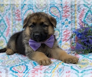German Shepherd Dog Puppy for sale in LANCASTER, PA, USA