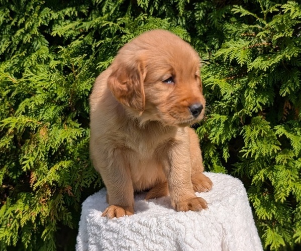 Medium Photo #4 Golden Retriever Puppy For Sale in GOSHEN, IN, USA