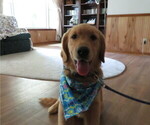 Small #31 Golden Retriever