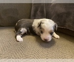 Small Photo #6 Miniature Australian Shepherd Puppy For Sale in LAS VEGAS, NV, USA