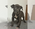 Image preview for Ad Listing. Nickname: Blackie