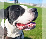 Small #8 American Pit Bull Terrier Mix