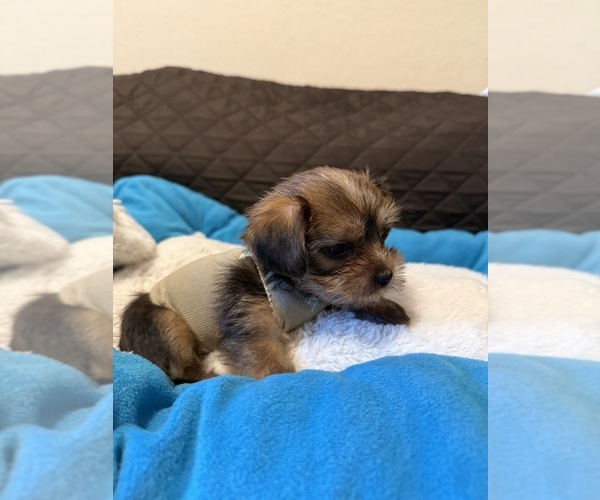 Medium Photo #13 Yorkshire Terrier Puppy For Sale in ORLANDO, FL, USA