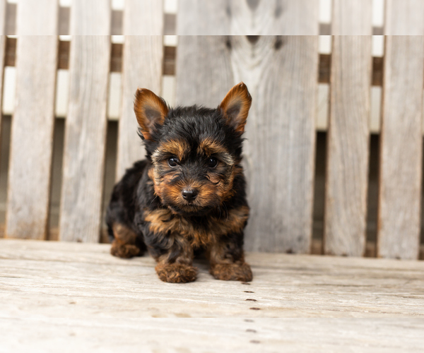 Medium Photo #1 Yorkshire Terrier Puppy For Sale in NAPPANEE, IN, USA