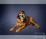 Small #1 Mutt