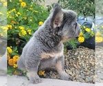 Small Photo #10 French Bulldog Puppy For Sale in LAS VEGAS, NV, USA