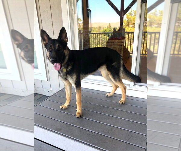 Medium Photo #4 German Shepherd Dog Puppy For Sale in Cupertino, CA, USA