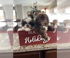 Shih Tzu Puppy for sale in CHICAGO, IL, USA