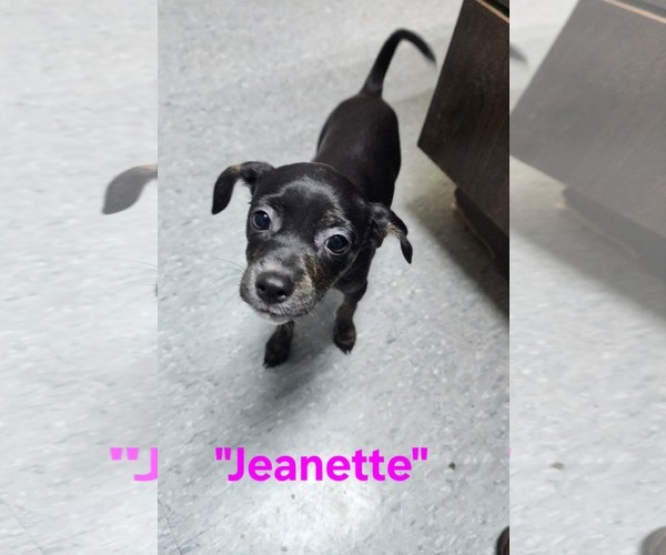 Medium Photo #5 Jack Chi Puppy For Sale in Stephens City, VA, USA