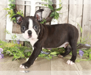 Boston Terrier Puppy for sale in MOUNT VERNON, OH, USA