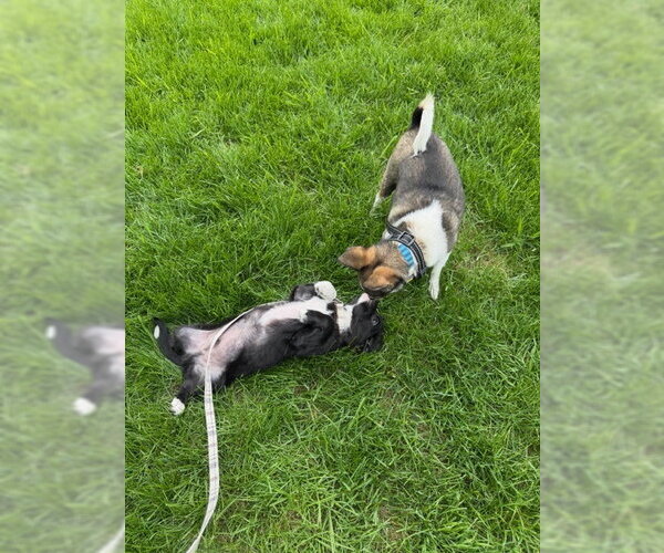 Medium Photo #9 Chihuahua-Unknown Mix Puppy For Sale in Grafton, WI, USA