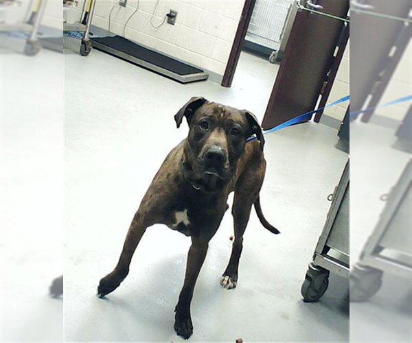 Medium Photo #1 Mutt Puppy For Sale in Fayetteville, NC, USA