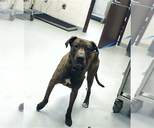 Mutt Dogs for adoption in Fayetteville, NC, USA