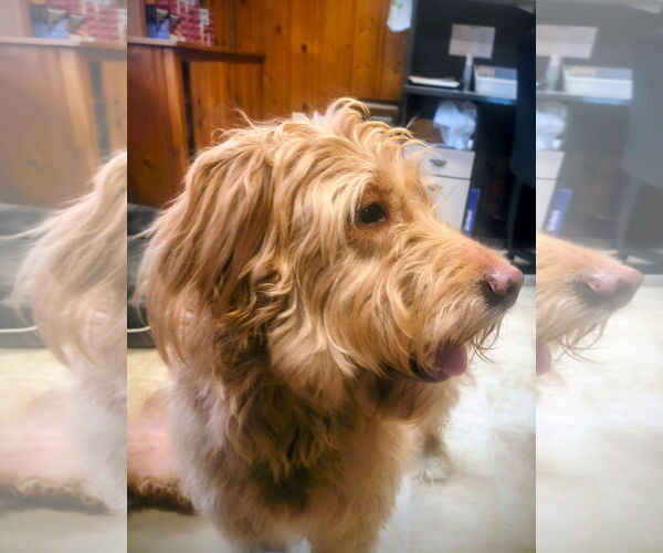 Medium Photo #6 Golden Retriever-Unknown Mix Puppy For Sale in Raleigh, NC, USA