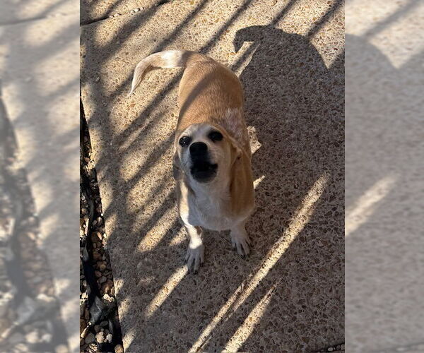 Medium Photo #2 Chiweenie Puppy For Sale in Wakefield, RI, USA