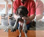 Small Photo #13 German Shorthaired Pointer Puppy For Sale in BEULAVILLE, NC, USA