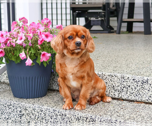 Mother of the Cavapoo (Miniature) puppies born on 02/08/2026