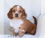 Image preview for Ad Listing. Nickname: Pretzel