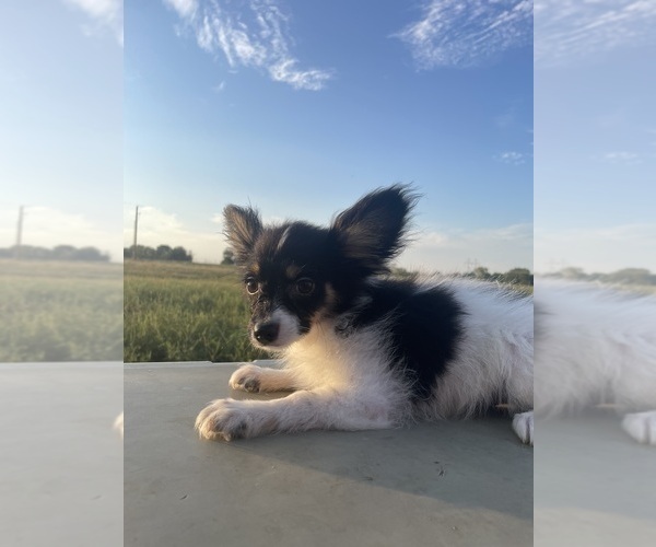 Medium Photo #6 Papillon Puppy For Sale in BELTON, MO, USA