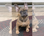 Small Photo #2 French Bulldog Puppy For Sale in BUSHKILL, PA, USA